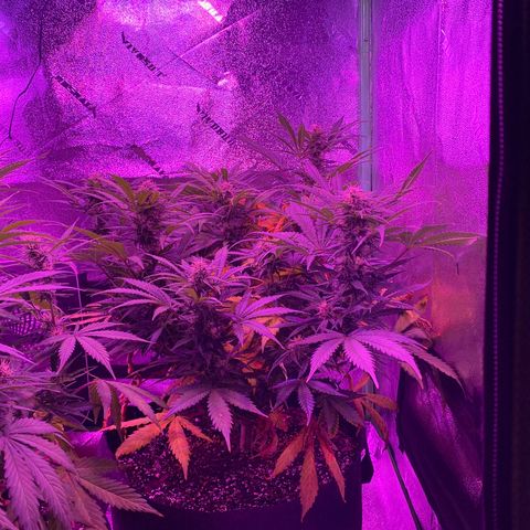 White Widow Auto growlog timeline photo