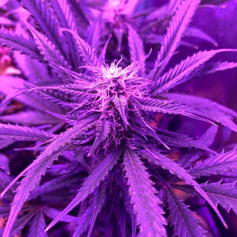 White Widow Auto growlog timeline photo