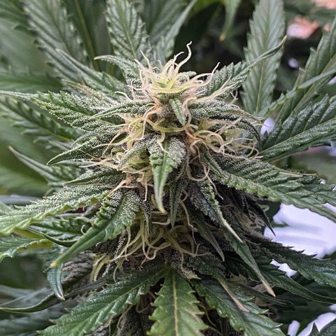 White Widow Auto growlog timeline photo