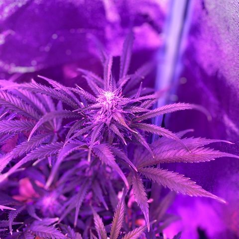White Widow Auto growlog timeline photo