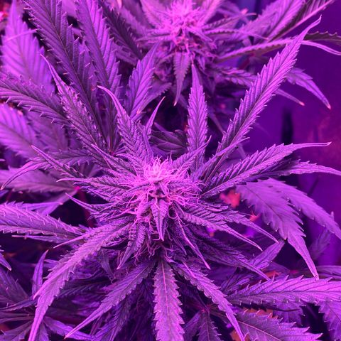 White Widow Auto growlog timeline photo