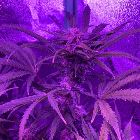 White Widow Auto growlog timeline photo