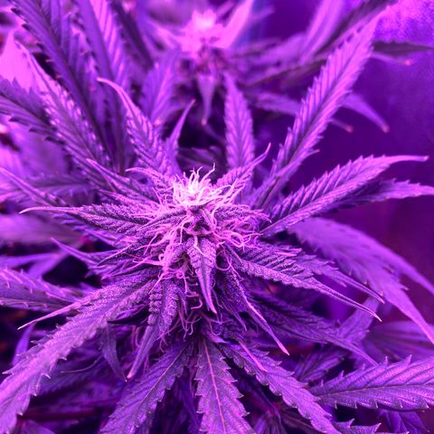 White Widow Auto growlog timeline photo