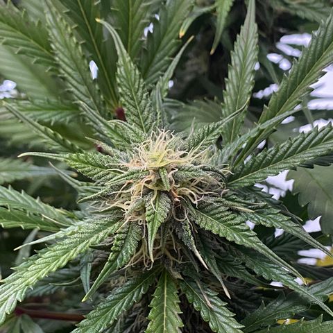 White Widow Auto growlog timeline photo