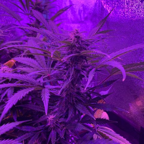 White Widow Auto growlog timeline photo