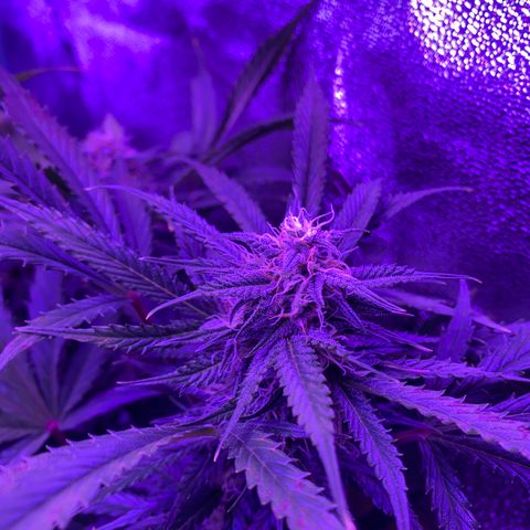 White Widow Auto growlog timeline photo