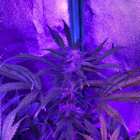 White Widow Auto growlog timeline photo