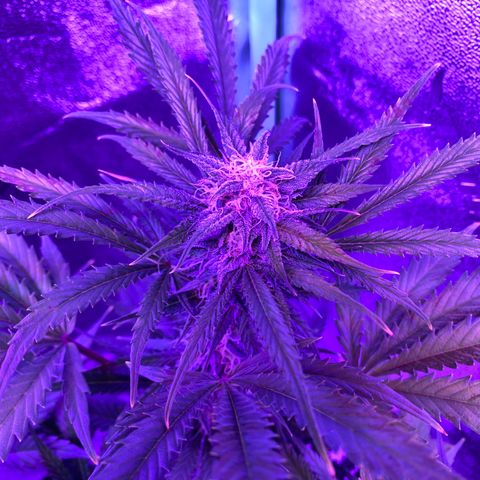 White Widow Auto growlog timeline photo