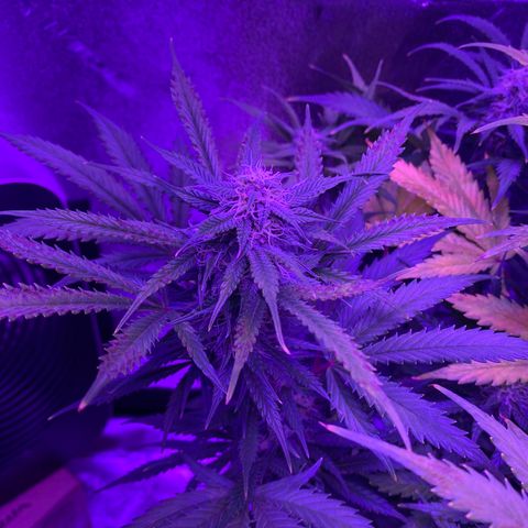 White Widow Auto growlog timeline photo