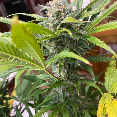 White Widow Auto growlog timeline photo