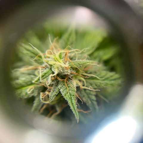 White Widow Auto growlog timeline photo