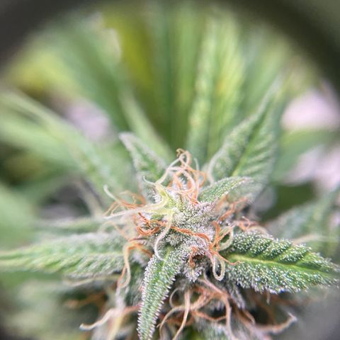White Widow Auto growlog timeline photo