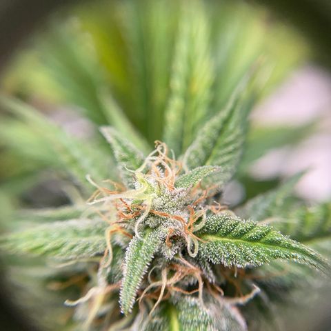 White Widow Auto growlog timeline photo