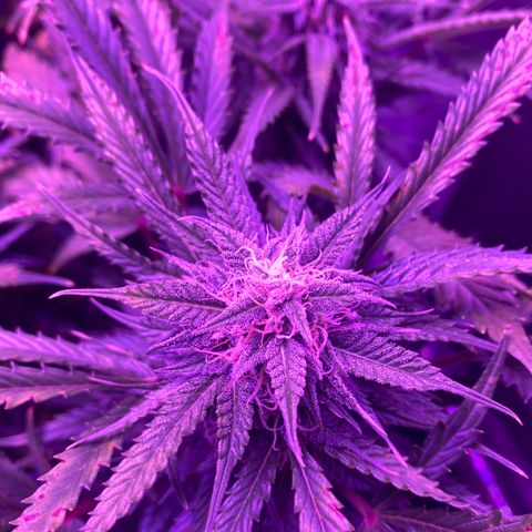 White Widow Auto growlog timeline photo