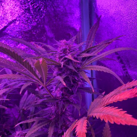 White Widow Auto growlog timeline photo