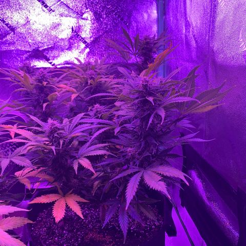 White Widow Auto growlog timeline photo