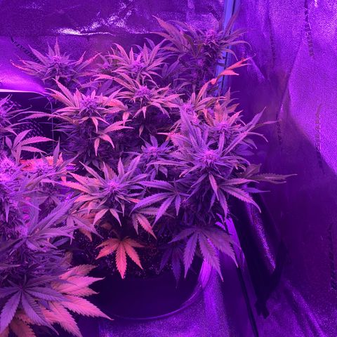 White Widow Auto growlog timeline photo