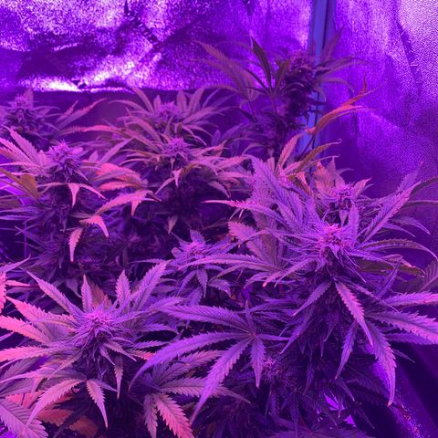 White Widow Auto growlog timeline photo