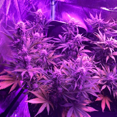 White Widow Auto growlog timeline photo