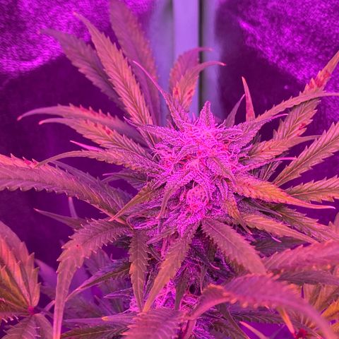 White Widow Auto growlog timeline photo