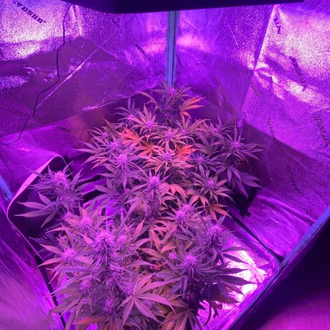 White Widow Auto growlog timeline photo