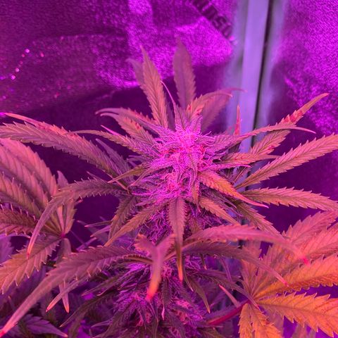 White Widow Auto growlog timeline photo