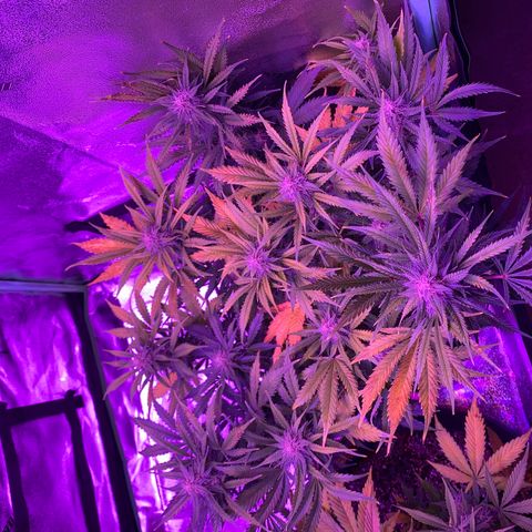 White Widow Auto growlog timeline photo