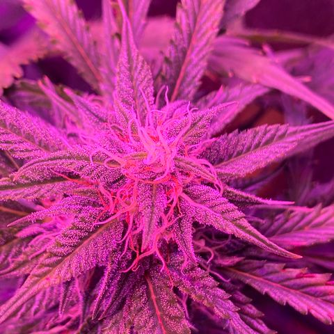 White Widow Auto growlog timeline photo