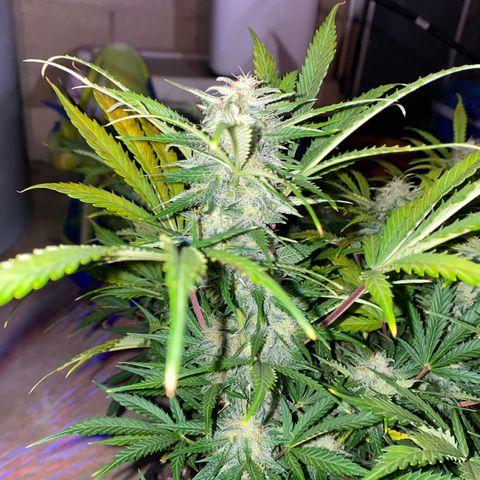White Widow Auto growlog timeline photo