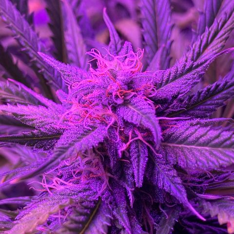 White Widow Auto growlog timeline photo