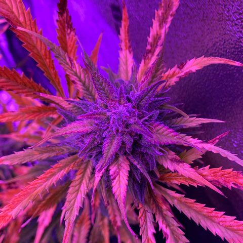 White Widow Auto growlog timeline photo