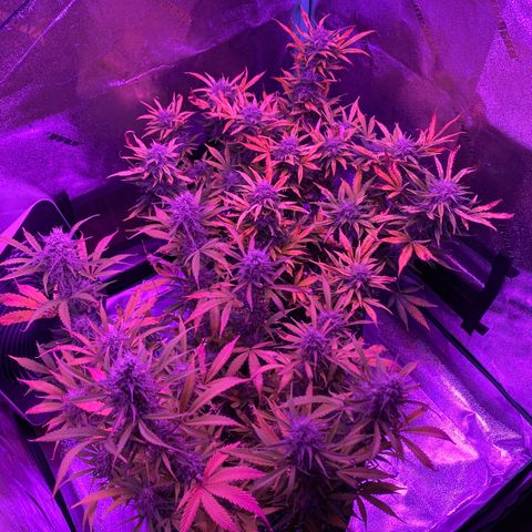 White Widow Auto growlog timeline photo
