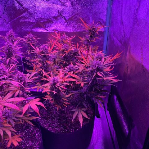 White Widow Auto growlog timeline photo