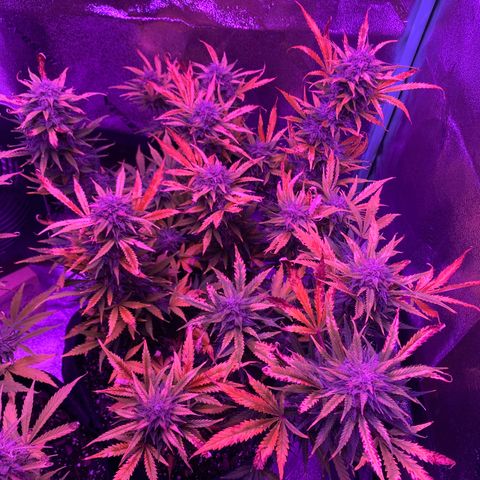 White Widow Auto growlog timeline photo
