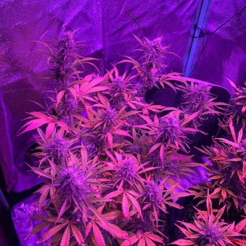 White Widow Auto growlog timeline photo