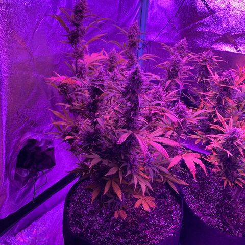 White Widow Auto growlog timeline photo