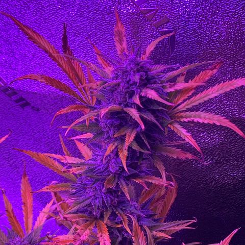 White Widow Auto growlog timeline photo