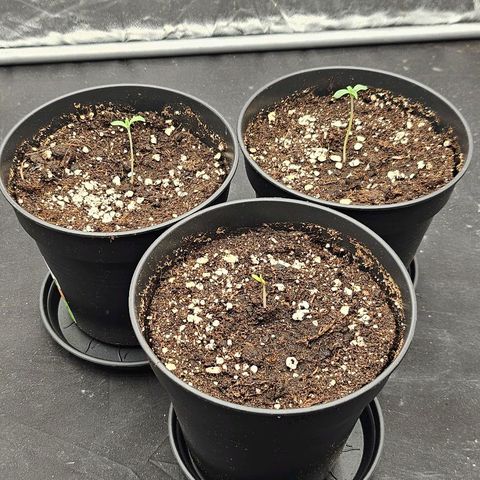Super Lemon Haze x Clementine #1 growlog photo: Zweiter Tag Licht 40%