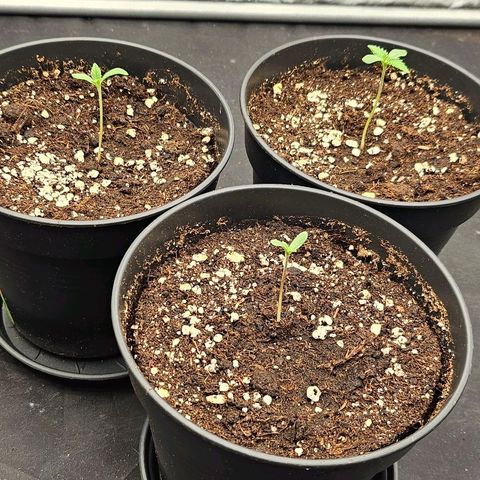 Super Lemon Haze x Clementine #1 growlog timeline photo
