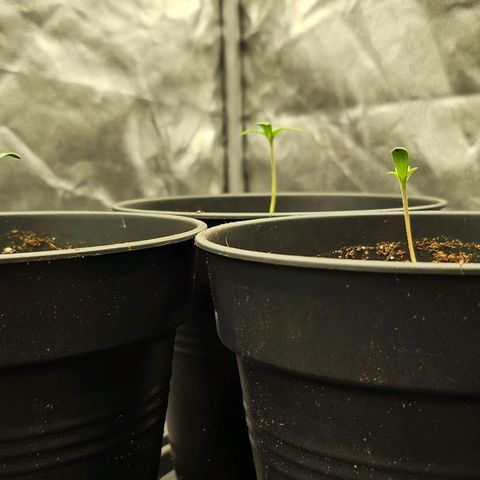 Super Lemon Haze x Clementine #1 growlog timeline photo