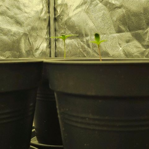 Super Lemon Haze x Clementine #1 growlog photo: 40% Licht, 25° Lüfter: alle 2 Stunden 15min auf 100% 