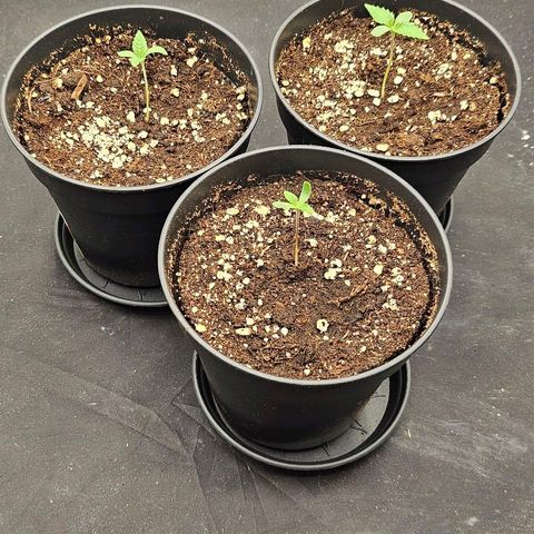 Super Lemon Haze x Clementine #1 growlog photo: 40% Licht, 25° Lüfter: alle 2 Stunden 15min auf 100% 