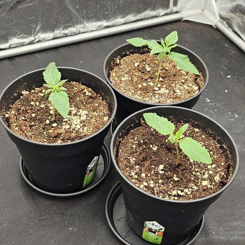 Super Lemon Haze x Clementine #1 growlog timeline photo
