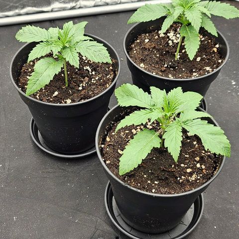 Super Lemon Haze x Clementine #1 growlog photo: Erstes mal Gießen 