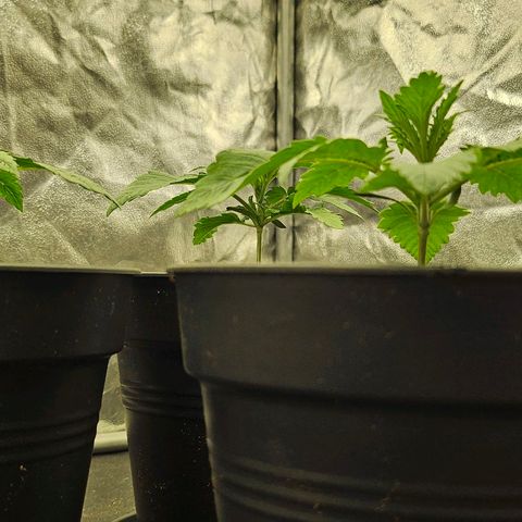 Super Lemon Haze x Clementine #1 growlog photo: Erstes mal Gießen 
