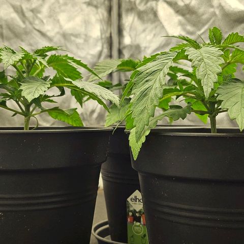 Super Lemon Haze x Clementine #1 growlog timeline photo