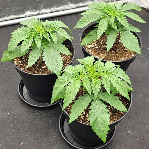 Super Lemon Haze x Clementine #1 growlog timeline photo