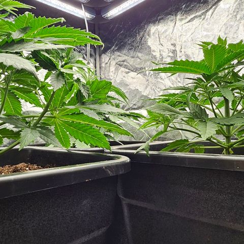 Super Lemon Haze x Clementine #1 growlog timeline photo