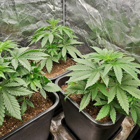 Super Lemon Haze x Clementine #1 growlog timeline photo