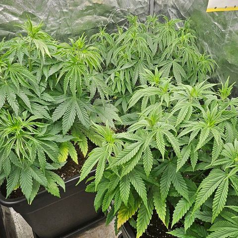 Super Lemon Haze x Clementine #1 growlog timeline photo